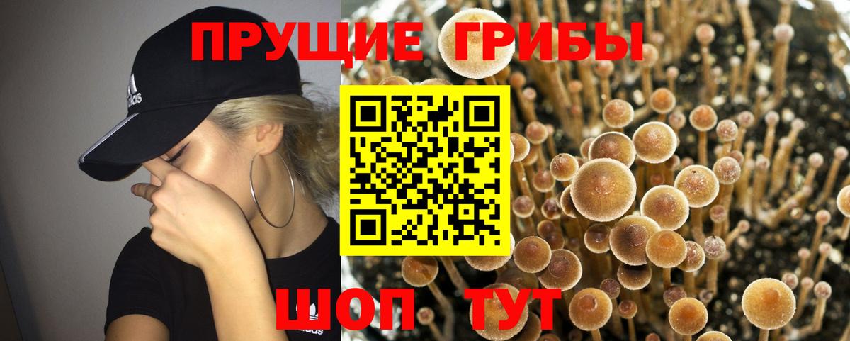 Псилоцибиновые грибы Psilocybe  Вход с VPN  Сосновый Бор  Псилоцибиновые грибы прущие грибы 